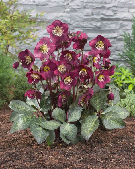 hazel hellebore|where to buy hellebore plants.